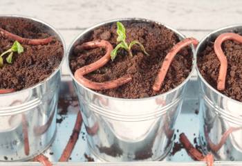 Jello Worms And Dirt &Ndash; Earth Day Recipe