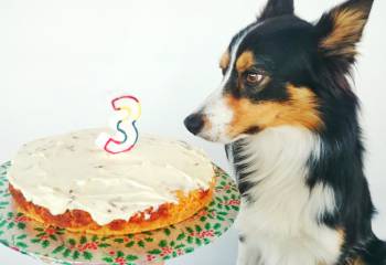 Dog Birthday Cake